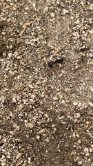 Pogonomyrmex rugosus