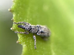 Curculionidae