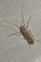 Chironomini