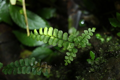 Adiantum diaphanum