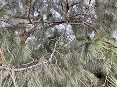 Allocasuarina littoralis