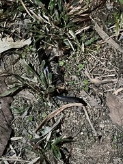 Cryptophis nigrescens