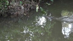 Hydromys chrysogaster