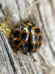 Harmonia conformis