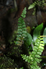 Adiantum diaphanum