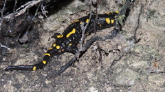 Salamandra salamandra