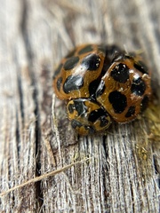 Harmonia conformis