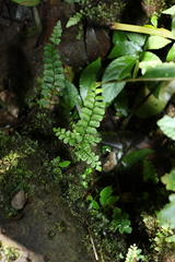 Adiantum diaphanum