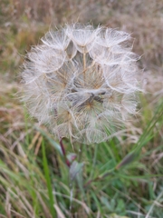 Tragopogon pratensis