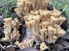 Ramaria capitata