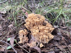 Ramaria capitata