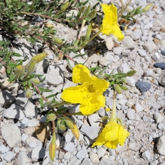 Oenothera hartwegii