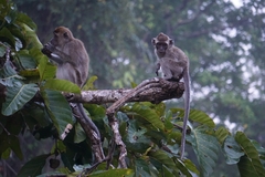Macaca fascicularis
