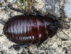 Geoscapheus robustus