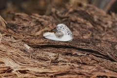 Cilix glaucata