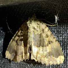Mormo maura