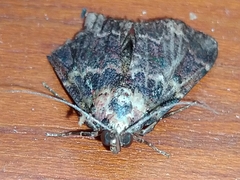 Hydrillodes lentalis