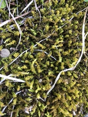 Plagiomnium cuspidatum