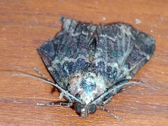 Hydrillodes lentalis