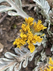 Jacobaea incana