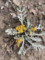 Jacobaea incana