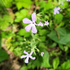 Phlox divaricata