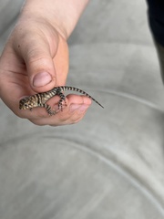 Sceloporus orcutti