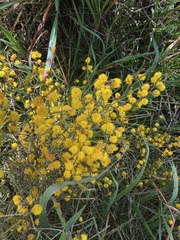 Acacia euthycarpa