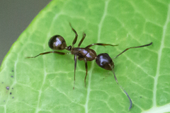 Camponotus subbarbatus