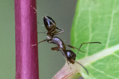 Camponotus subbarbatus