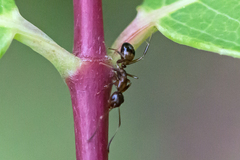 Camponotus subbarbatus