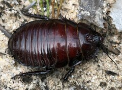 Geoscapheus robustus