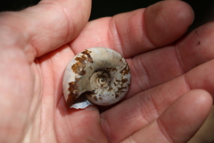 Pedinogyra rotabilis