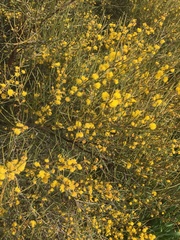 Acacia euthycarpa