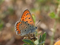 Lycaena thersamon