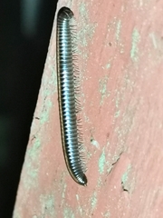 Cylindroiulus caeruleocinctus