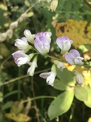 Vicia sylvatica