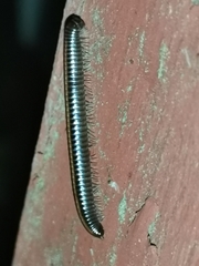 Cylindroiulus caeruleocinctus