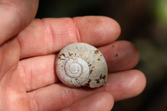 Pedinogyra rotabilis