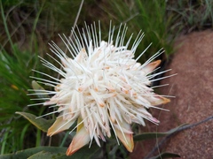 Protea welwitschii