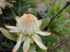 Protea welwitschii
