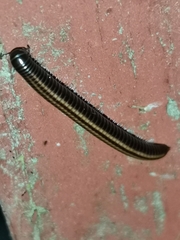 Cylindroiulus caeruleocinctus