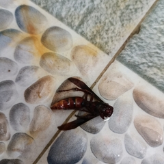 Polistes tenebricosus