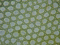 Plagiomnium cuspidatum