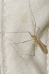 Erioptera