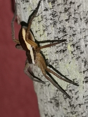 Dolomedes fimbriatus