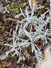 Jacobaea incana