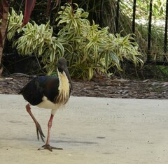 Threskiornis spinicollis