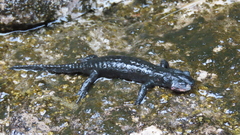 Salamandra atra