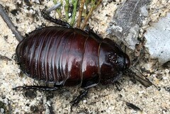 Geoscapheus robustus